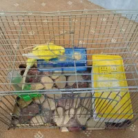 مرغ عشق|پرنده|مبارکه, |دیوار