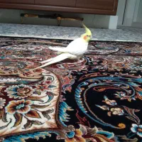 فروش عروس هلندی لوتینو نر