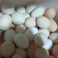 تخم مرغ محلی