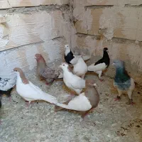 کفتر کبوتر