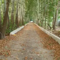 فروش چند قواره باغ در منطقه سربست و هماشهر