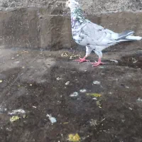 کفتر بوم سرور