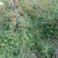 علف تازه دام