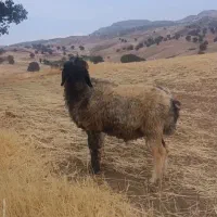 گوسفند|حیوانات مزرعه|خرم‌آباد, |دیوار