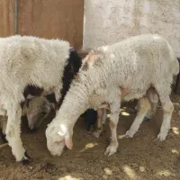 بره نر