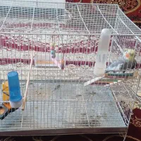 پرنده