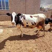 گاو