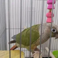 طوطی گرینچیک
