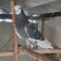 کبوتر پرشی