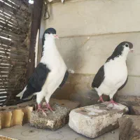 کبوتر لچگی
