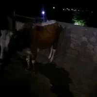 گاو و گوساله نر دورگه