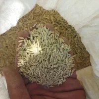 گندم دیم تمیز