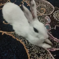خرگوش ناز