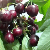گیلاس فرنگی