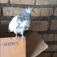 چراغ قرمز زندآباد گم کردم