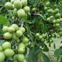 گردو ژنوتیپ  خوشه ای  بادام مامایی و..