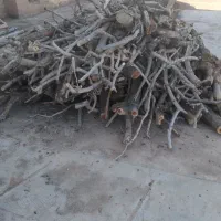 فروش چوب پسته