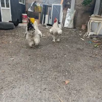 خروس برهما
