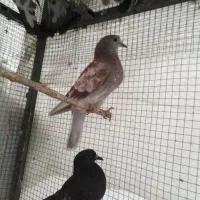 فروش تعدادی جوجه درجه 1 همه چی تموم