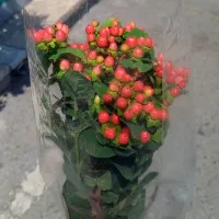 دسته گل طبیعی ، گل گیلاسی با قیمت توافقی