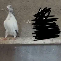 ۴ عدد کفتر