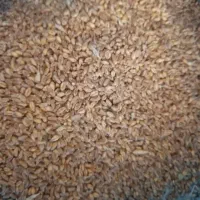 گندم پیشگام ابی