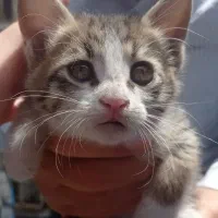 بچه گربه ناز
