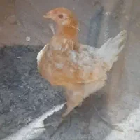 جوجه محلی