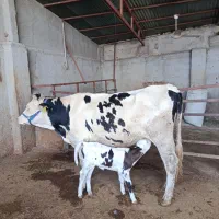 گاو شکم اول مونت با گوساله