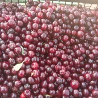 خرید زرد الو و البالو