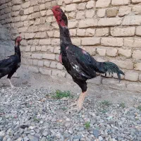 مرغ و خروس لاری افغان