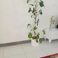 گل طبیعی