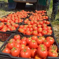 خریدار گوجه 3402 هستم
