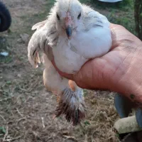 جوجه برهمای لایت۶۰روزه