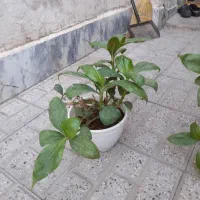 بامبو خاکی حسن یوسف