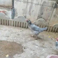 مرغ لری وجوجه خروس گلین