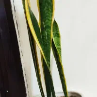 گل و گلدون