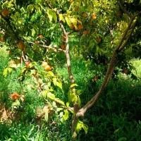 اعـتــماد شمااعتبار ماست فـروش تـخصـصی نهـال