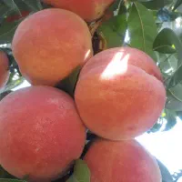 باغچه  پل زمانخان 500متری