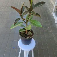 گل ۲۹۰|گل و گیاه طبیعی|تربتحیدریه, قائم|دیوار