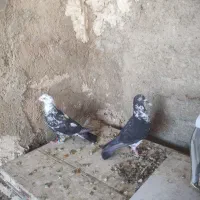 نرو ماده سوسکی