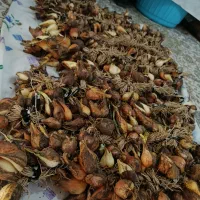 خوج..پیازچه کوهی