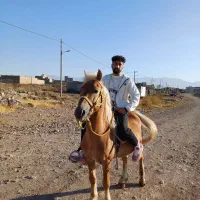 اسب وارداتی هلندی پاسپورت و ویزا دارد