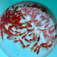 مجموعه ماهی قرمز نوروز