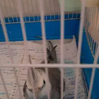 عروس هلندی سالم و سره حال