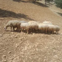 فروش چندراس میش جوان و سرحال