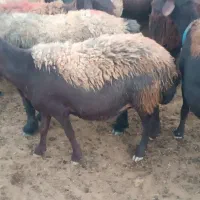 میش