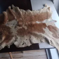 پوست چرمی
