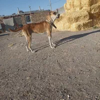 سگ ماده جوان