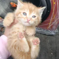 گربه بریتیش